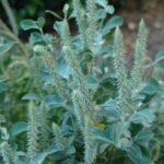 Buy Achyranthes splendens, nayuruvi, நாயுருவி, 
apamarga, vankadaladi - Live plant online shopping for sale