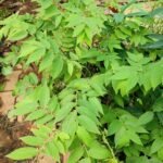 Buy Singapore Cherry, Muntingia Calabura, Strawberry Tree - Live 
Plant online shopping for sale