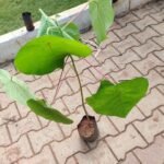 Buy Thodukanni, vattakanni, macaranga peltata, chand kal, vatta 
thamarai, kondatamari, KEnda leaves, 
தொடுக்கண்ணி - Live plant online shopping 
for sale