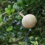 Buy Limonia acidissima, vila maram, vilam pazham, 
விளாமரம், wood apple - Live plant online shopping 
for sale