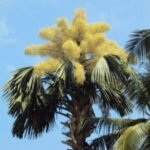 Buy Corypha umbracaulifera, thali panai, kudai panai, sreetalam, 
talipot palm, Bajarbattu, बजरबट्टू, 
குடைப்பனை - Live Plant online shopping for sale