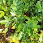 Buy Clausena anisata, horsewood, kattu kariveppilai, kattu 
veppilai, suganthaveppu, pothi - live plant online shopping for 
sale