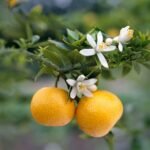 Buy Citrus auruntium, Khatta Santra, Mallika Naringi, Karna, 
Madhuranaragam, Sour Orange, Bitter Orange - Live plant online 
shopping for sale