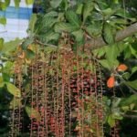 Buy Barringtonia acutangula, indian oak, adampu, Raktamanjara - 
Live plant online shopping for sale