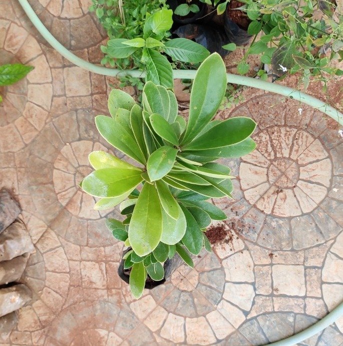 ML-0928-joewood-live-plant-online-shopping-for-sale-2.jpeg Buy Jacquinia arborea, Joewood - Live plant online shopping for
sale - Image 1