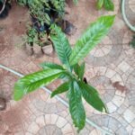 Buy Terenna asiatica, Bingi papadi, kuravam, tharani, 
pavattachedi - Live plant online shopping for sale