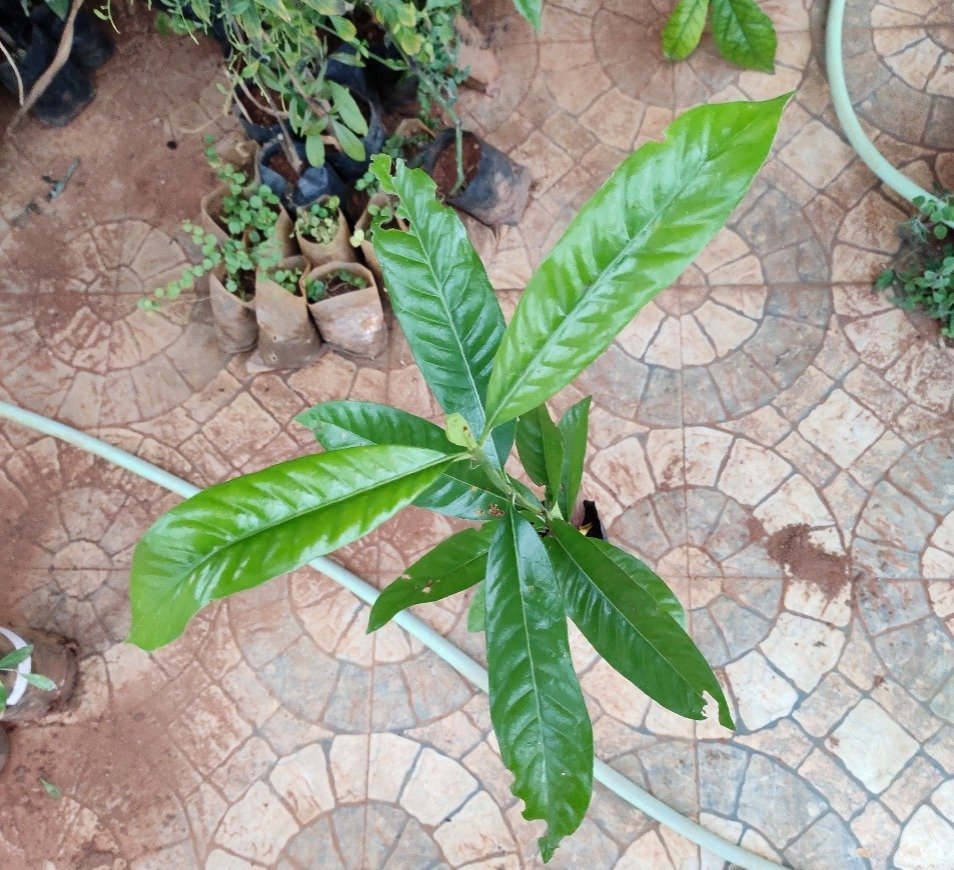 ML-0929-bingi-papadi-1.jpeg Buy Terenna asiatica, Bingi papadi, kuravam, tharani,
pavattachedi - Live plant online shopping for sale - Image 1