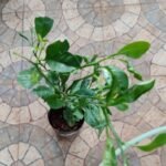 Buy Fortunella japonica, Kumquat, nagami - Live plant online 
shopping for sale