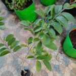 Buy Antidesma ghaesembilla, Kattupulinchi, Poothuruval, Black 
currant tree - Live plant online shopping for sale