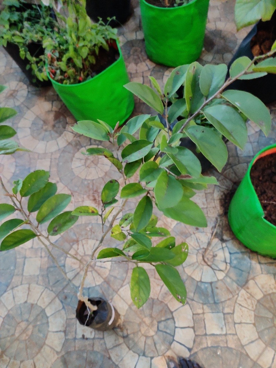 ML-0931-kattupulinchi-4.jpg Buy Antidesma ghaesembilla, Kattupulinchi, Poothuruval, Black
currant tree - Live plant online shopping for sale - Image 1