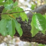 Buy Dhoop, Sambrani, Kungiliyam, Kunthirikam, Shorea Talura, 
shorea roxburghii - 5kg bag 3 to 4feet - Live plant online 
shopping for sale