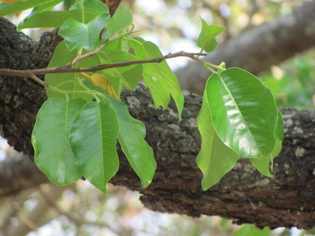 ML-0933-sambrani-3.jpg Buy Dhoop, Sambrani, Kungiliyam, Kunthirikam, Shorea Talura,
shorea roxburghii - 5kg bag 3 to 4feet - Live plant online
shopping for sale - Image 1