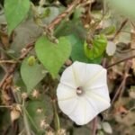 Buy Ipomoea obscura, sirutali, சிறு தாழி, 
nallakokkita, pan bel, tirutali, bokadi mooguthi balli - Live 
plant online shopping for sale