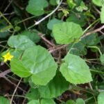 Buy Kedrostis rostrata, Bryonia rostrata, Kedrostis foetidissima, 
appakovai, அப்பக்கோவை, kunkumadunde, kunkuma 
donda, naagadonda - Live plant online shopping for sale
