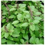 Buy Ocimum kilimandscharicum, camphor tulsi, kapoor tulsi, 
karpoora thulasi, கற்பூர துளசி - Live plant 
online shopping for sale