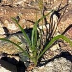Buy Plantago ovata, isapakol, isabgol, esabakolu, karkatasringi, 
இசப்கோல், இசப்புக்கோல் - 
Live plant online shopping for sale