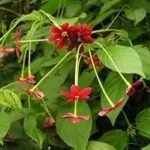 Buy Combretum Indicum, Madhu Malti, rangoon malli, irangon malli, 
ரங்கூன் மல்லி - Live plant online 
shopping for sale