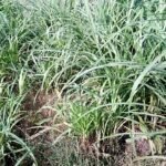 Buy Tripidium arundinaceum, saccharum arundinaceum, peikkarumbu, 
vezhakkarumbu, பேய்க்கரும்பு, 
வேழக்கரும்பு - Live plant online shopping 
for sale