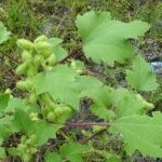 Buy Xanthium strumarium, Xanthium indicum, marul oomathai, 
cocklebur, மருளூமத்தை - Live plant online 
shopping for sale