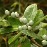 Buy Fagraea ceilanica, modakam, Perfume flower tree, Omal, 
Vallerei, Vella rimodakam, மோதகம் - Live plant online 
shopping for sale