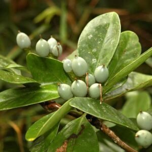 ML-0948-modakam-1.jpg Buy Fagraea ceilanica, modakam, Perfume flower tree, Omal,
Vallerei, Vella rimodakam, மோதகம் - Live plant online
shopping for sale - Image 1