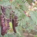 Buy Acacia sinuata, Soap - Nut Acacia, Washing Pod Tree, Ritha, 
Soapnut acacia, Shikakai, Satala, Seeyakkaai, Sigakai, Seekai, 
Shivakai, Shikayi, Sikai, Saptala, Charmanthala - Live plant 
online shopping for sale