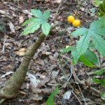 Buy Adenia hondala, Hondala, Karimuthukku, Muthukku, Modekka, 
Thannikkeera - Live plant online shopping for sale