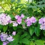 Buy Adenocalymma alliaceum, garlic vine plant, poondu kodi - Live 
plant online shopping for sale