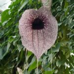 Buy Aristolochia grandiflora, vathupoo eshwaralooli - Live plant 
online shopping for sale