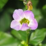 Buy Asystasia coromandeliana, Ganges Primrose, Chinese Violet, 
mithikeerai - Live plant online shopping for sale