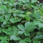 Buy Cayratia auriculatum, Aiinthilaikkeerai, Earaghatta yele 
balli, Pundi balli, Kali vel - Live plant online shopping for 
sale