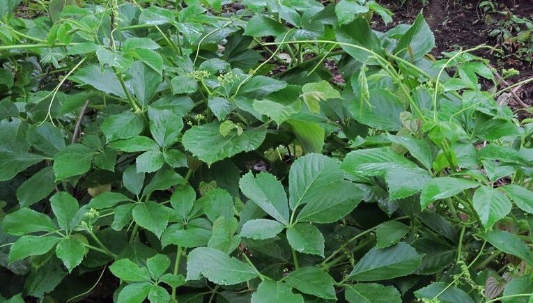 ML-0962-aiinthilaikkeerai-3.jpg Buy Cayratia auriculatum, Aiinthilaikkeerai, Earaghatta yele
balli, Pundi balli, Kali vel - Live plant online shopping for
sale - Image 1