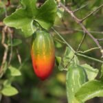 BUY COCCINIA GRANDIS, KOVA, KOVAL, IVY GOURD, SCARLET GOURD, 
TINDORA, KOVAKKAI - LIVE PLANT ONLINE SHOPPING FOR SALE