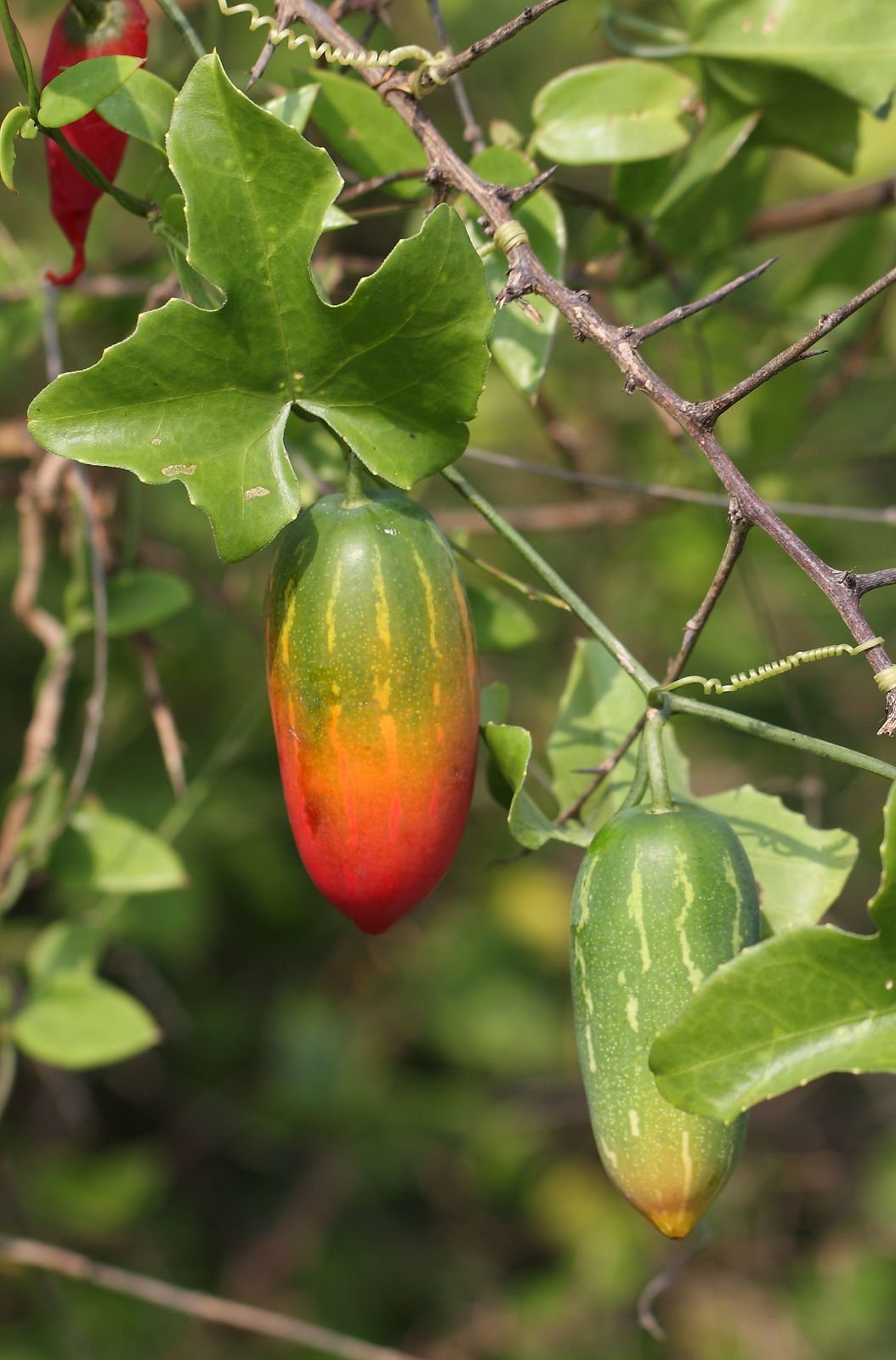 ML-0965-kova-3.jpg BUY COCCINIA GRANDIS, KOVA, KOVAL, IVY GOURD, SCARLET GOURD,
TINDORA, KOVAKKAI - LIVE PLANT ONLINE SHOPPING FOR SALE - Image 1