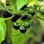 Buy Solanum nigrum, manathakkali, night shade berry,Mokoi, 
मोकोय - live plant online shopping for sale