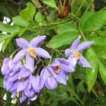 Buy Solanum serforthianum, Brazilian Nightshade, climbing 
nightshade, deadly nightshade - Live plant online shopping for 
sale