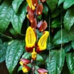 Buy Thunbergia mysorensis - live plant online shopping for sale