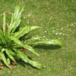 Buy Chlorophytum arundinacea, musli, musli, kuchhela, 
Veluttanilappana - Live plant online shopping for sale
