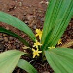 Buy Curculigo orchoides, kali musli, golden eye grass, talamuli, 
nela tengu, நிலப்பனைக்கிழங்கு, 
Nilappanaikkilanku, काली मुसली - Live plant 
online shopping for sale
