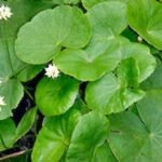 Buy Hydrocotyle leucopholea - Live plant online shopping for sale