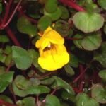 Buy Impatiens repens, Ceylon Jewelweed - Live plant online 
shopping for sale