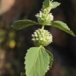 Buy Leucas martincensis, white wort, perumthumbai, karimthumba, 
karumthumbai - Live plant online shopping for sale