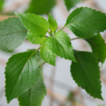 Buy clove tulsi, lavanga tulsi, pattai tulsi, Ocimum gratissimum 
Var - Live plant online shopping for sale