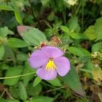 Buy Osbeckia zeylanica, senthumbai, Wall Osbeckia, 
तिनीश, tinisah, செந்தும்பை - Live 
plant online shopping for sale