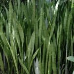 Buy Sanseveria trifasiata, snake plant, mother-in-law plant - 
Live plant online shopping for sale