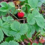Buy wild - Strawberry, fragaria indica, Himalayan strawberry - 
yellow flower - Live plant online shopping for sale
