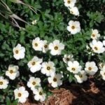 Buy Turnera subulata, West indian holly, Sage rose - Live plant 
online shopping for sale