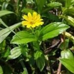 Buy Wedelia chinensis, yellow bringharaj, पीला 
भंगरा, Pilabhangara, Bhanra, पीतभ्रंग, 
Pitabhrnga, Pitabhrngarajah - Live plant online shopping for sale