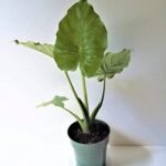 Buy Alocasia macrorrihza, Giant taro, elephant ear - Live plant 
online shopping for sale