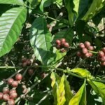 Buy Coffea robusta, coffea canephora, robusta coffee - Live plant 
online shopping for sale